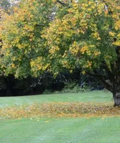 Future Forests Trees Acer Cappadocicum