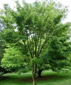 Future Forests Acer Davidii - Snakebark Maple Trees