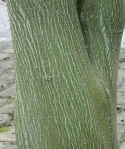 Future Forests Acer Davidii - Snakebark Maple Trees