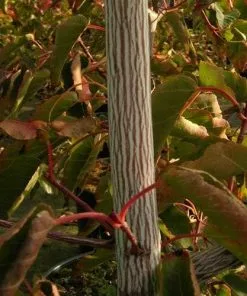 Future Forests Acer Davidii Serpentine Trees