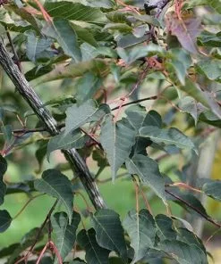 Future Forests Acer Davidii Serpentine Trees
