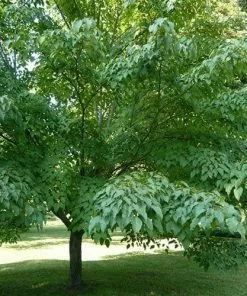Future Forests Acer Davidii Serpentine Trees