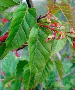Future Forests Acer Davidii Serpentine Trees