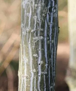 Future Forests Acer Davidii Serpentine Trees