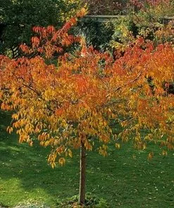 Future Forests Acer Davidii Serpentine Trees