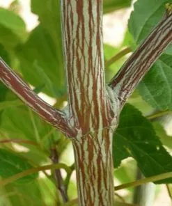 Future Forests Acer Davidii Serpentine Trees