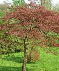 Future Forests Acer Palmatum Dissectum Garnet