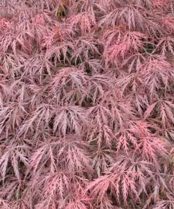Future Forests Acer Palmatum Dissectum Garnet