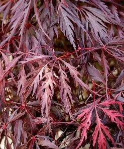 Future Forests Acer Palmatum Dissectum Garnet
