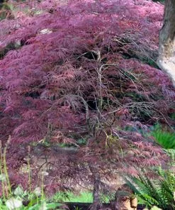 Future Forests Acer Palmatum Dissectum Garnet