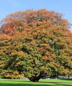 Future Forests Trees Acer Pseudoplatanus Spaethii (Atropurpureum)