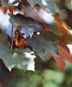 Future Forests Trees Acer Pseudoplatanus Spaethii (Atropurpureum)