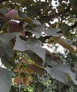 Future Forests Trees Acer Pseudoplatanus Spaethii (Atropurpureum)