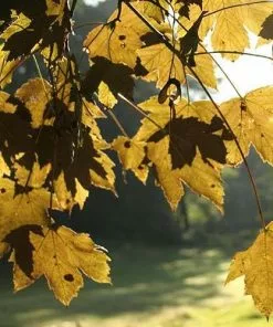 Future Forests Trees Acer Pseudoplatanus Spaethii (Atropurpureum)