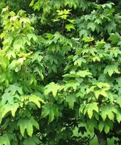 Future Forests Trees Acer Pseudoplatanus Worley
