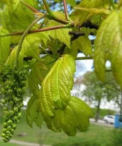 Future Forests Trees Acer Pseudoplatanus Worley