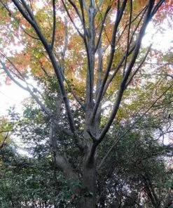 Future Forests Trees Acer Rufinerve - Snakebark Maple