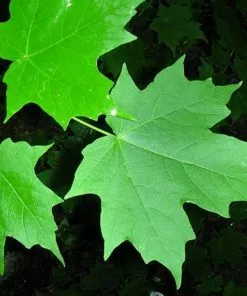 Future Forests Acer Saccharum