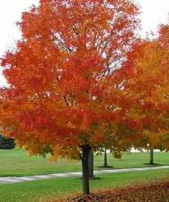 Future Forests Acer Saccharum