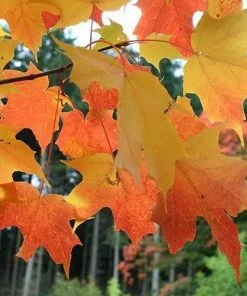 Future Forests Acer Saccharum