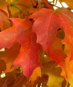 Future Forests Acer Saccharum