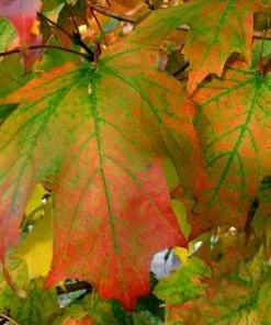 Future Forests Acer Saccharum