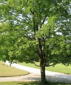 Future Forests Acer Saccharum