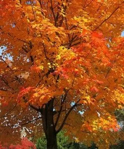 Future Forests Acer Saccharum