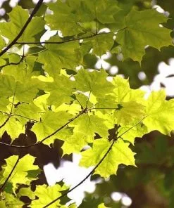 Future Forests Acer Saccharum