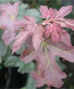 Future Forests Trees Acer Campestre Red Shine