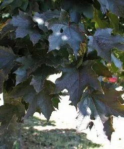 Future Forests Acer Platanoides Crimson King