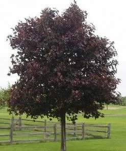 Future Forests Acer Platanoides Crimson King