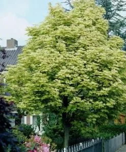 Future Forests Trees Acer Platanoides Drummondii