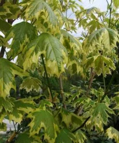 Future Forests Trees Acer Platanoides Drummondii