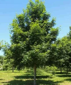 Future Forests Acer Truncatum X Acer Platanoides Keith’s Form (Norwegian Sunset®) Trees