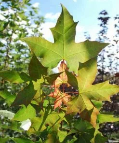 Future Forests Acer Truncatum X Acer Platanoides Keith’s Form (Norwegian Sunset®) Trees