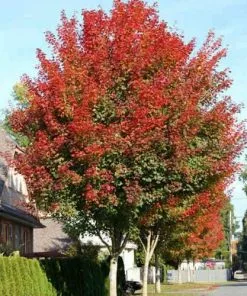 Future Forests Acer Truncatum X Acer Platanoides Keith’s Form (Norwegian Sunset®) Trees