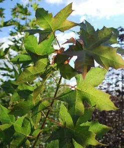 Future Forests Acer Truncatum X Acer Platanoides Keith’s Form (Norwegian Sunset®) Trees