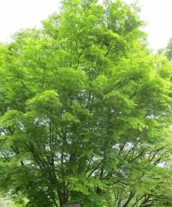 Future Forests Trees Acer Palmatum - Japanese Maple