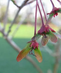 Future Forests Trees Acer Rubrum Red Sunset