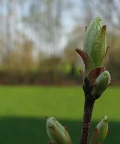 Future Forests Trees Acer Rubrum Red Sunset