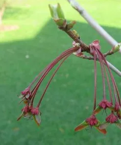 Future Forests Trees Acer Rubrum Red Sunset
