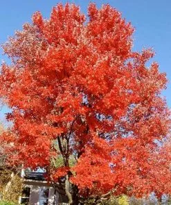 Future Forests Trees Acer Rubrum Red Sunset