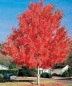 Future Forests Trees Acer Rubrum Red Sunset