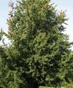 Future Forests Acer Saccharinum - Silver Maple Trees