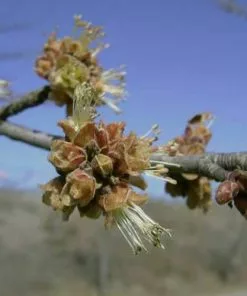 Future Forests Acer Saccharinum - Silver Maple Trees