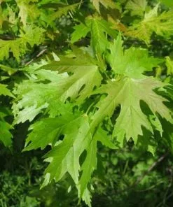 Future Forests Acer Saccharinum - Silver Maple Trees