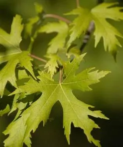 Future Forests Acer Saccharinum - Silver Maple Trees