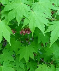 Future Forests Acer Sieboldianum