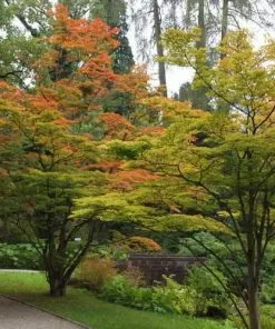 Future Forests Acer Sieboldianum